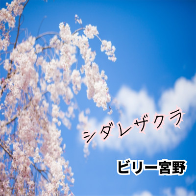 shidarezakura