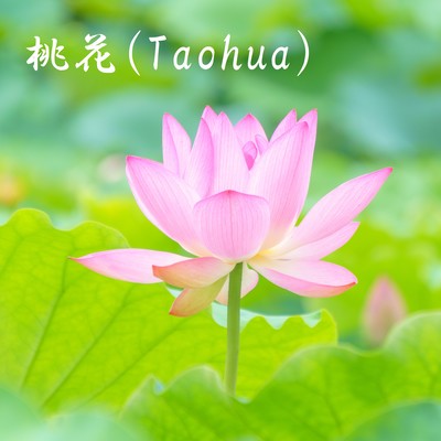 Taohua