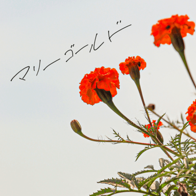 Marigold (Ukulele cover)