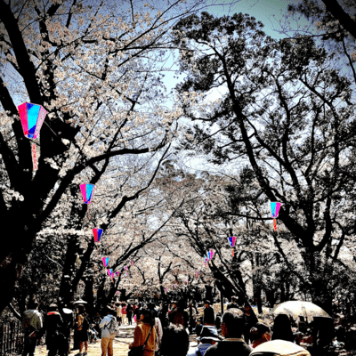 Love colored cherry blossoms/Bang the Gamelan Gong