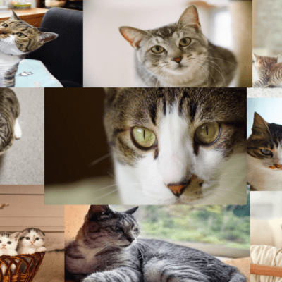 Cat on the wall Tokyo at midnight