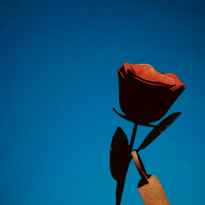 Undying Rose