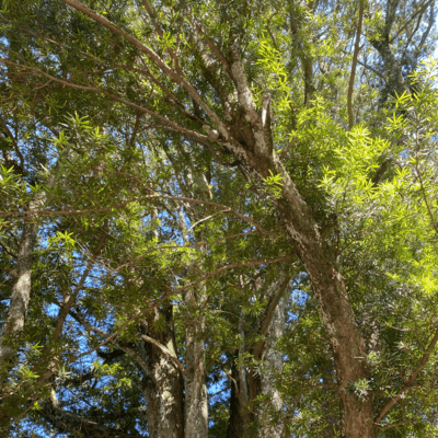 Maktub (feat. hisomi-TNP)