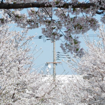 Spring, Summer, Fall, Winter