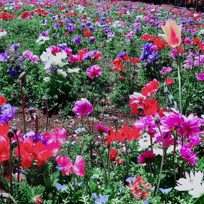 Anemone