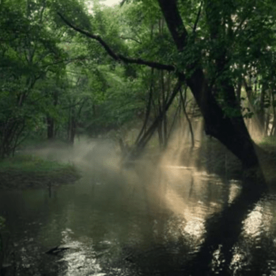 Dawn in the deep forest