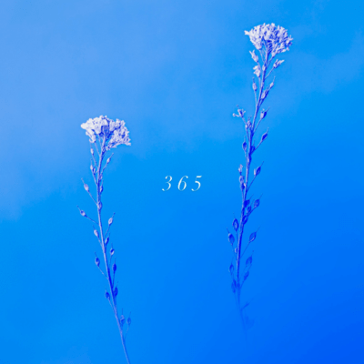 365