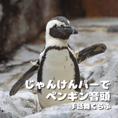 janken pa de penguin ondo