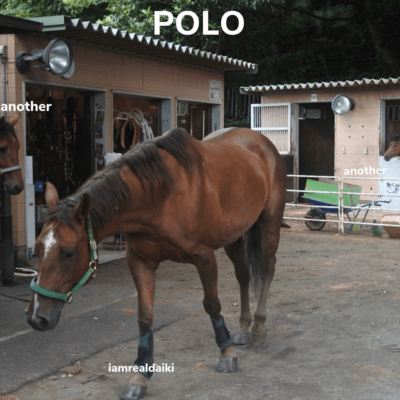 POLO