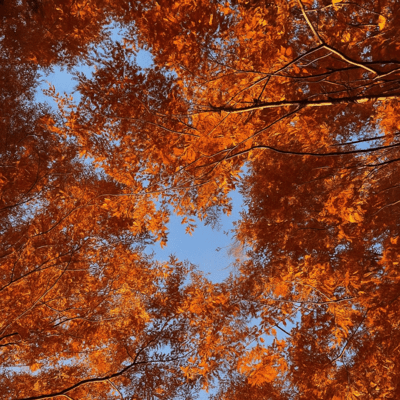 autumn