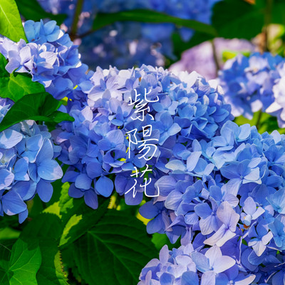 Hydrangea (feat. Sho Kubota)