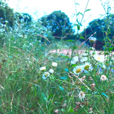 A Summer day