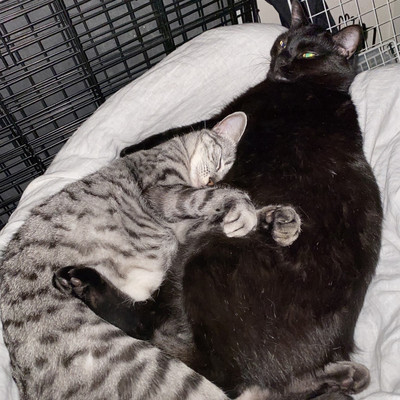 Night owl (2023 Remastered)