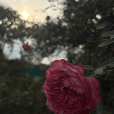 gently (feat. ZOLA YUU, Yuzuki Yukari & Kaai Yuki)