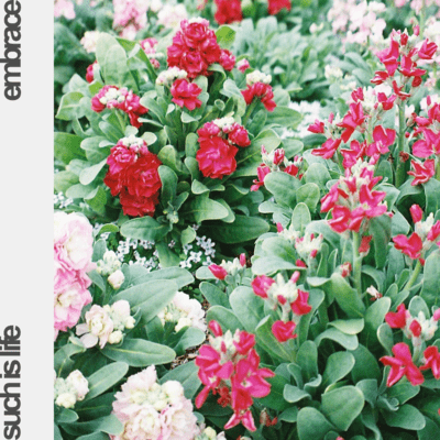 Such is Life / Embrace