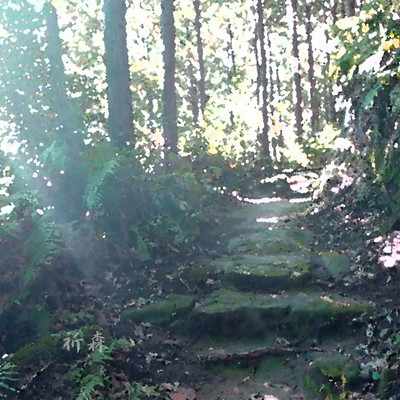Forest Prayer