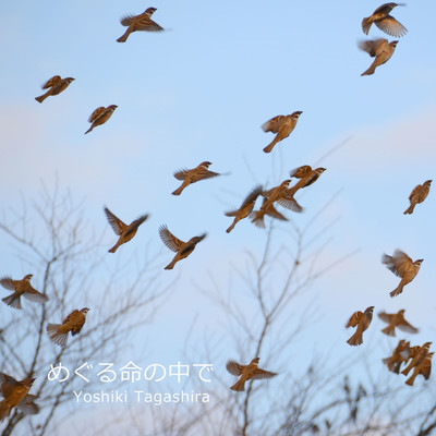 In the Circulation of Life