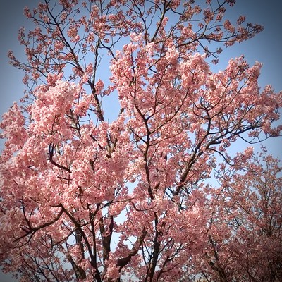 All Sakura fated to fall