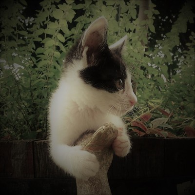 Niwa (feat. mabanua, Mio Sasaki & Gecko)