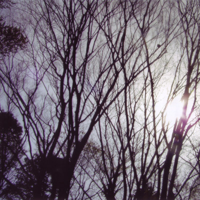 sleepy forest