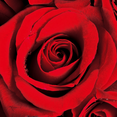 THRON IN THE HEART