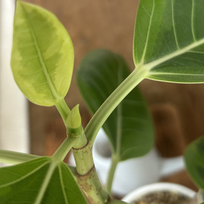 FICUS ALTSM
