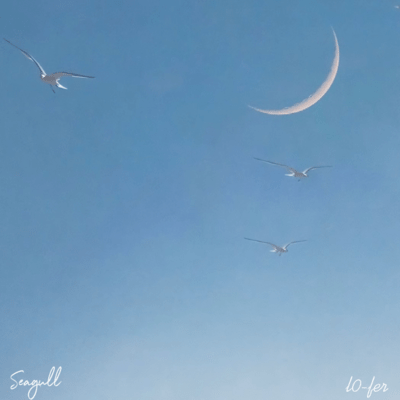 Seagull