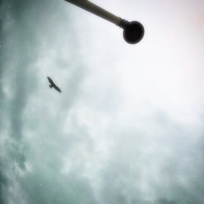 free bird