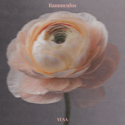 Ranunculus