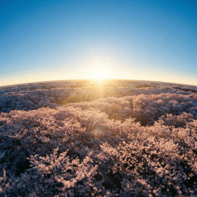 Margins of Spring Light