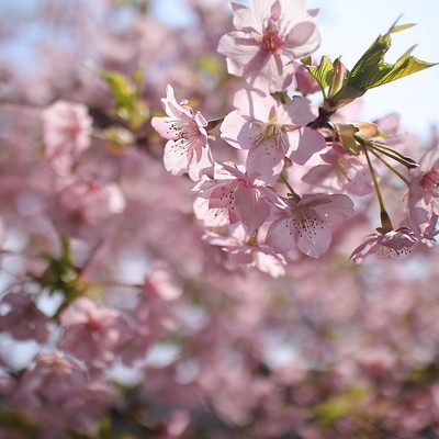 sakura (Strings Ver.)