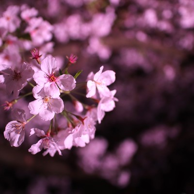 sakura (Piano Ver.3)
