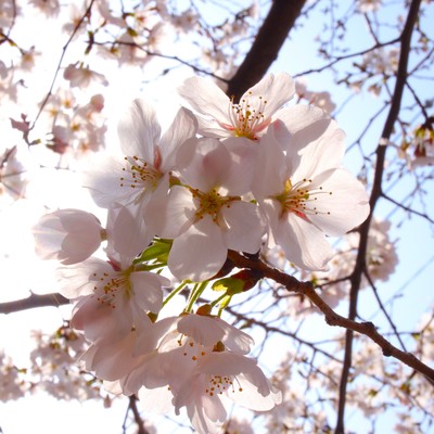 sakura2 (Piano & Strings Ver.)