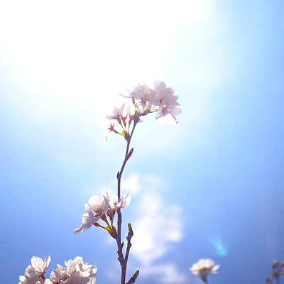 sakura2 (Violin Ver.)