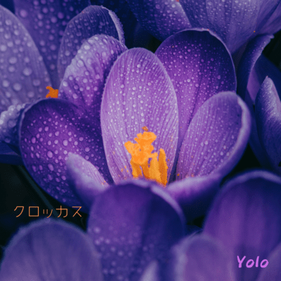 Crocus