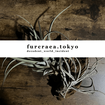 decadent world incident