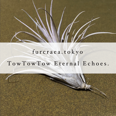 TowTowTow Eternal Echoes.
