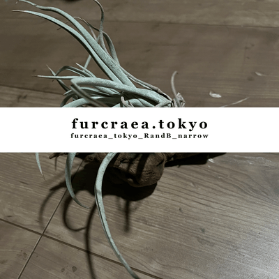 furcraea_tokyo_RandB_narrow