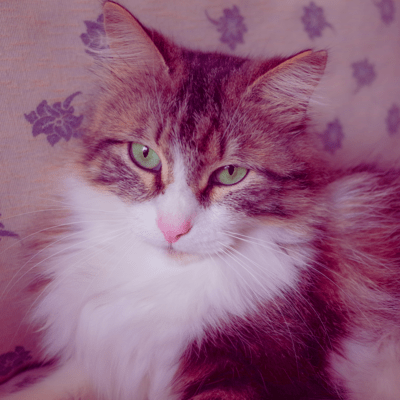 Meow Meow