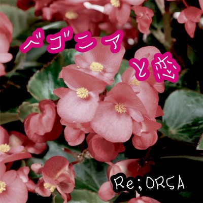 Begonia&Love