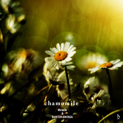 chamomile