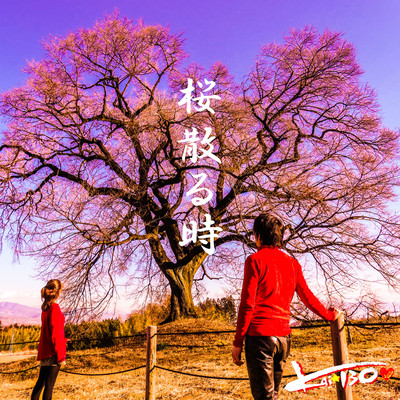 Cherry blossoms are falling