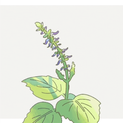 Coleus does not wither