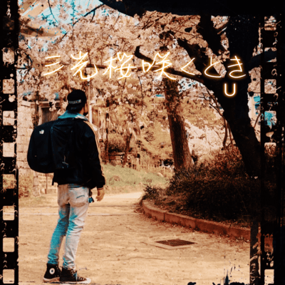 When the Sanko cherry blossoms bloom