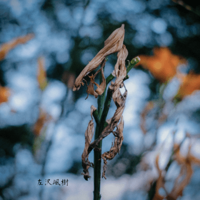 Branching
