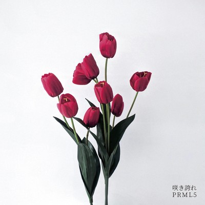 Saki Hokore Bloom Proudly