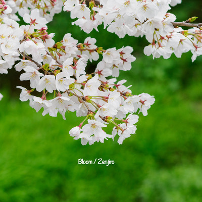 Bloom