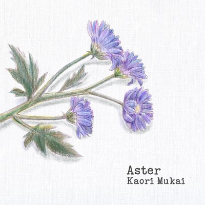 Aster
