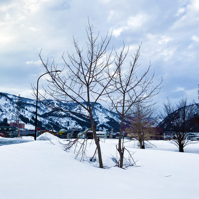 In The Winter
