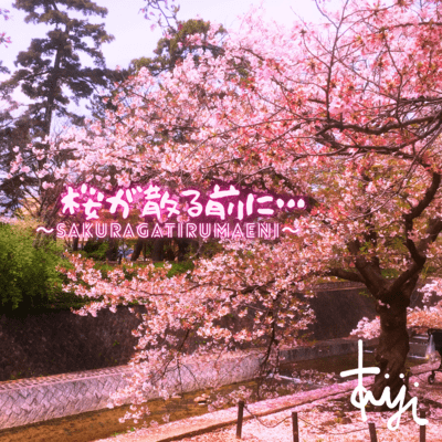 Before the cherry blossoms fall...